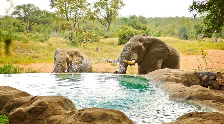 Motswari Private Game Reserve