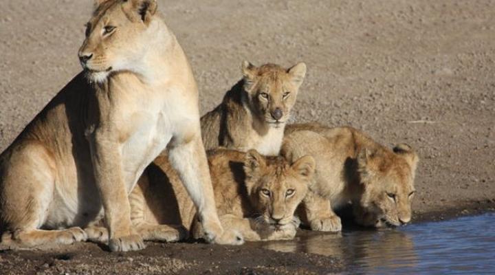 Kirawira Luxury Tented Camp