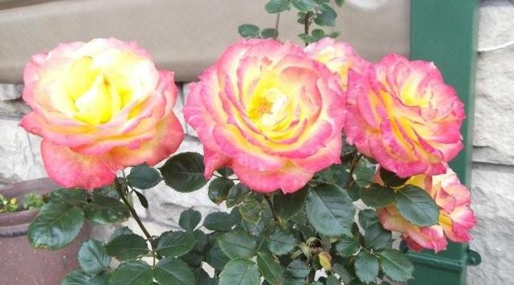 Lavender Cottage Ladybrand