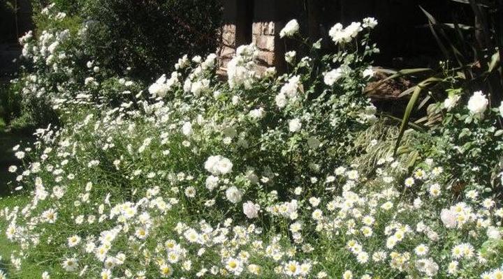 Lavender Cottage Ladybrand