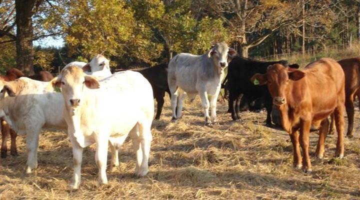 The Country Charm Guest House