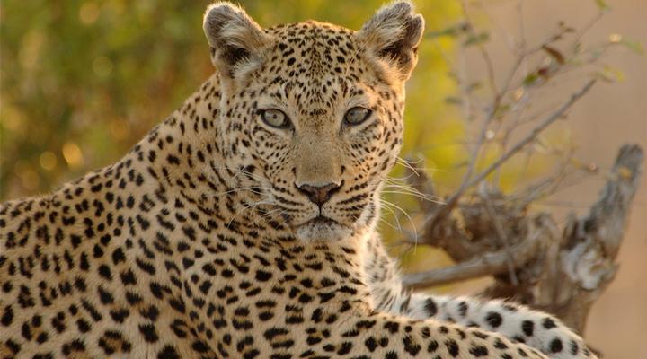 Kaia Tani Exclusive Guest House