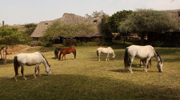 Lewa Wilderness Camp