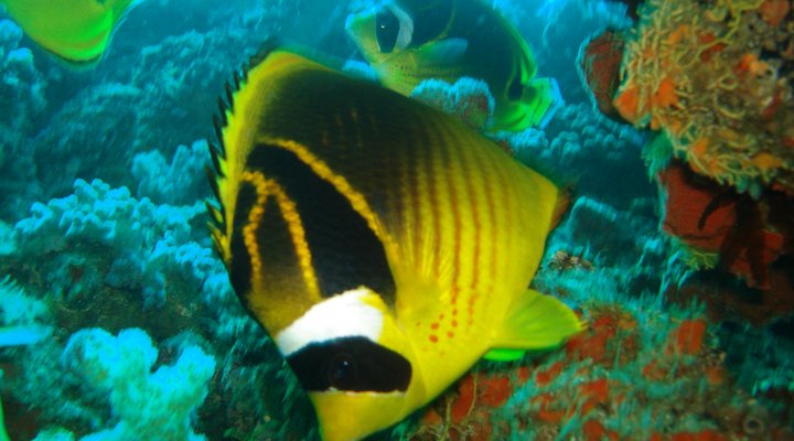 Pisces Dive Charter and Retreat