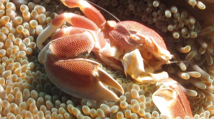 Pisces Dive Charter and Retreat