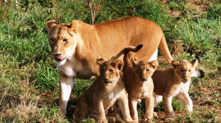 Thabana Safari Lodge