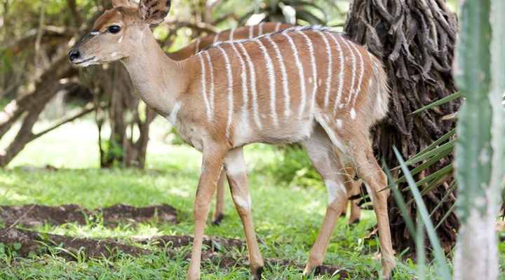 Ubizane Zululand Safari Lodge