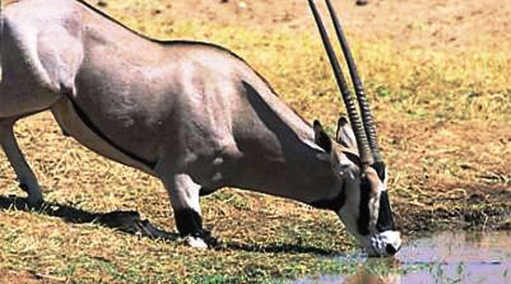 Sarova Shaba Game Lodge