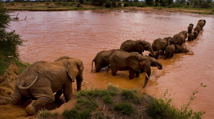 Elephant Watch Safaris