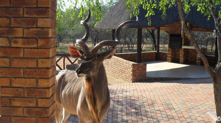Chipembere Bush Lodge