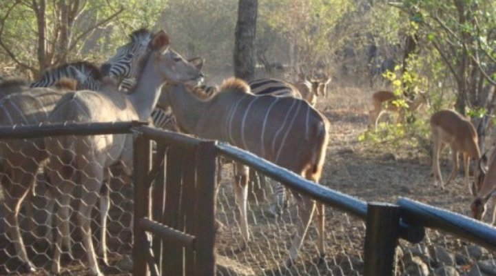 Absolute Safari Guest Lodge