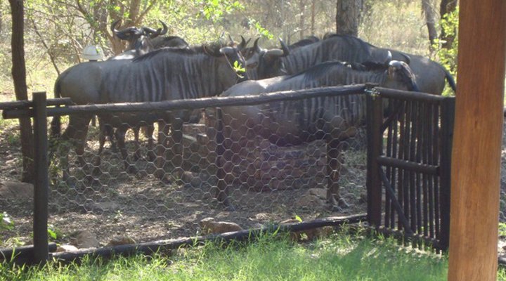 Absolute Safari Guest Lodge