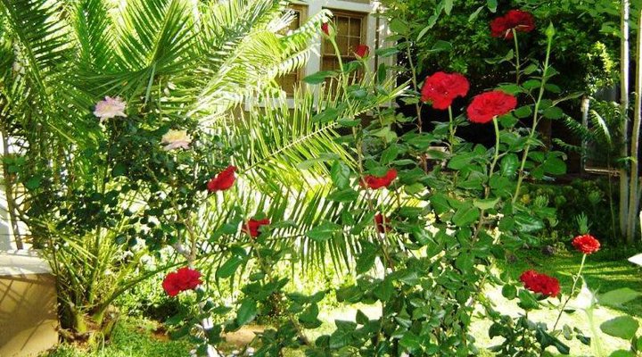 Gecko Cottage Guest House