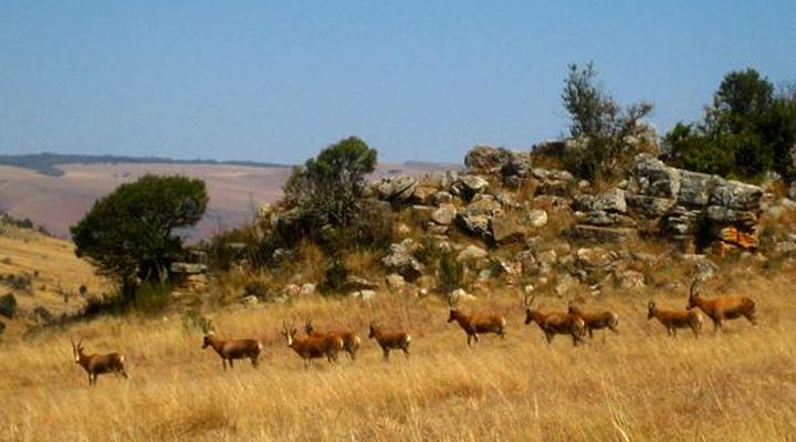 Five Assegais Country Estate