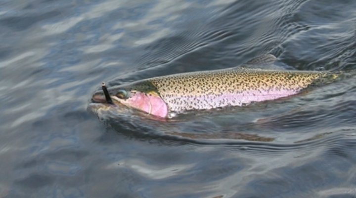 Gox Hill Trout Lodge
