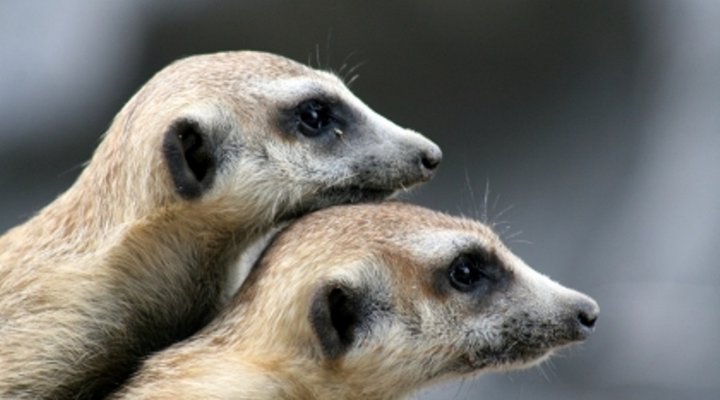 Meerkat Manor