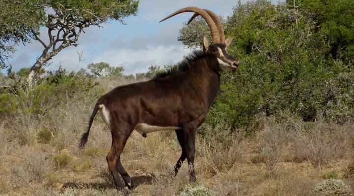 Ufumene African Safaris