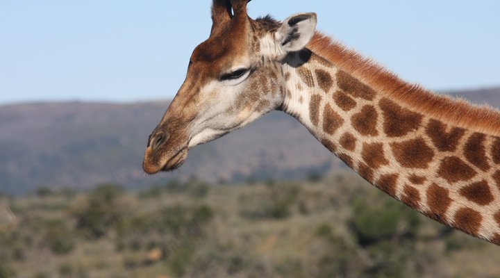 Ufumene African Safaris