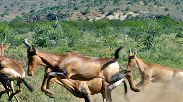 Ufumene African Safaris