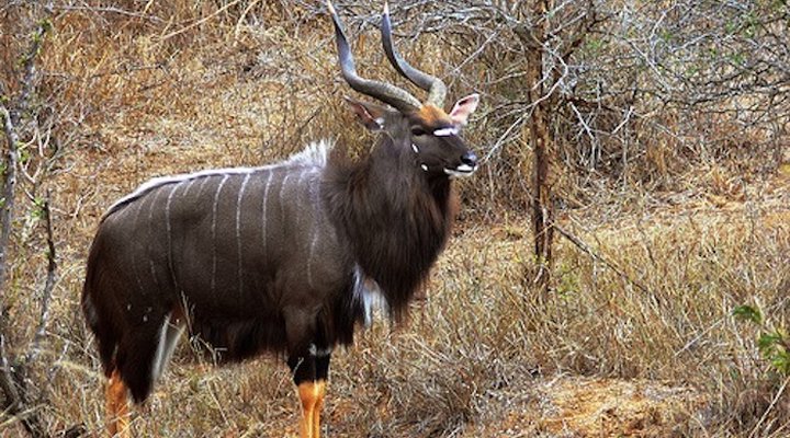 Ufumene African Safaris