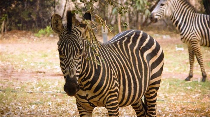 Kaazmein Lodge & Resort