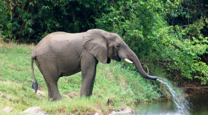 Tongole Wilderness Lodge