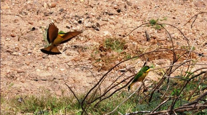 Tongole Wilderness Lodge