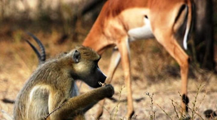 Tongole Wilderness Lodge