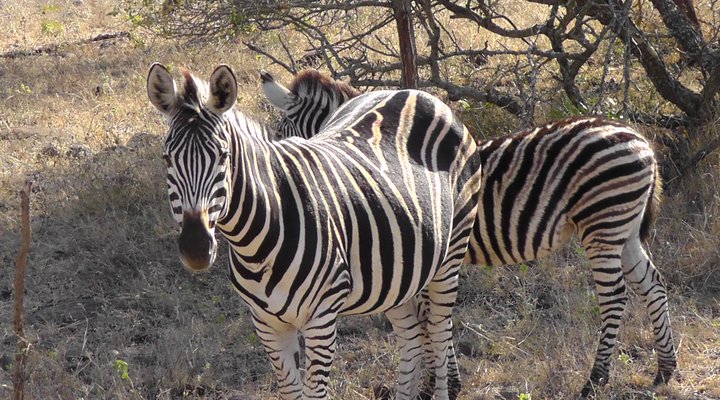 Bushcamp 70 Ndlovumzi