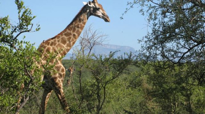 Bushcamp 70 Ndlovumzi