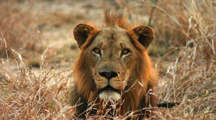 Girassol Gorongosa Lodge & Safari