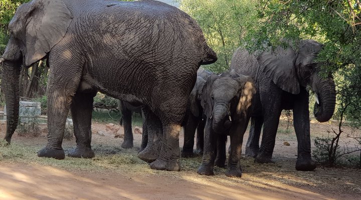 Nageng Lodge Mabalingwe