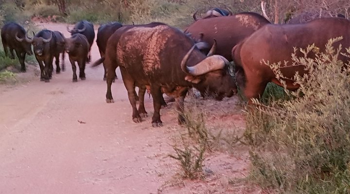 Nageng Lodge Mabalingwe