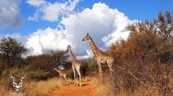 Mgankla Lodge