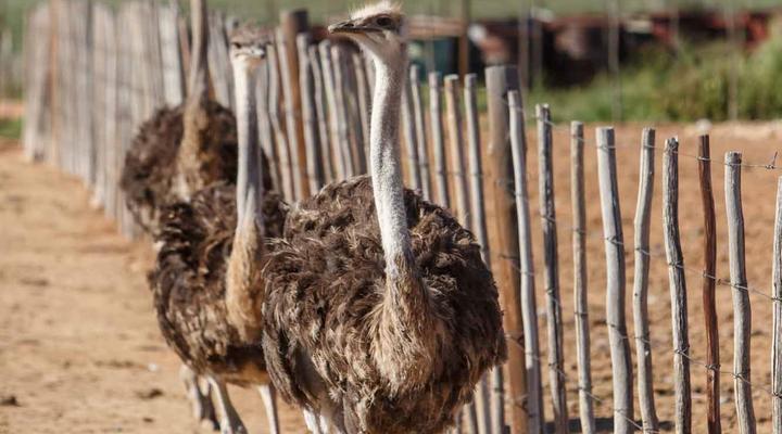 Hazenjacht Karoo Lifestyle - Migeal se Huis