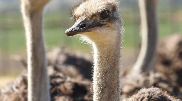 Hazenjacht Karoo Lifestyle - Migeal se Huis