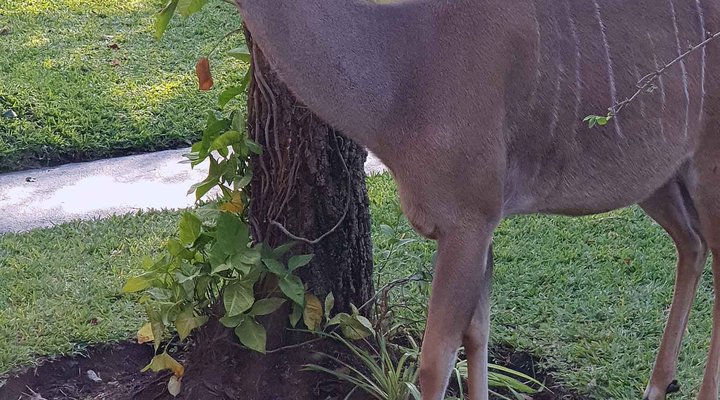 4294 Impala Marloth Park 