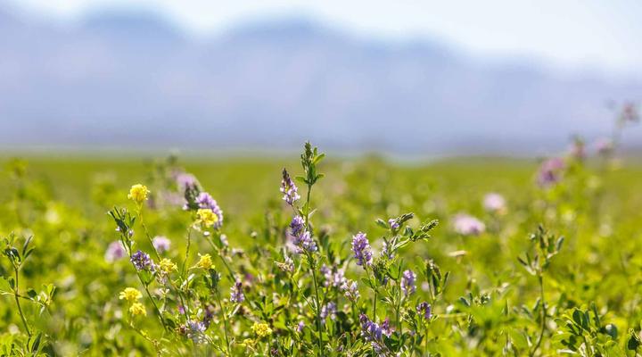 Hazenjacht Karoo Lifestyle - Spitzkop