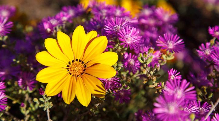 Hazenjacht Karoo Lifestyle - Spitzkop