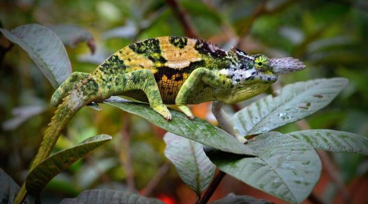 Amani Forest Camp (Emau Hill)