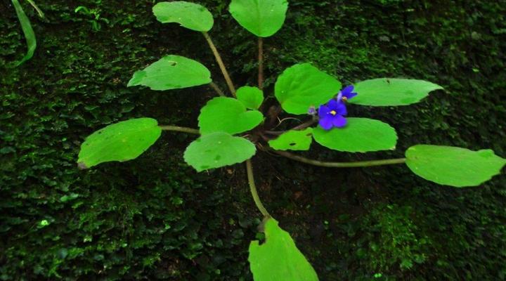 Amani Forest Camp (Emau Hill)