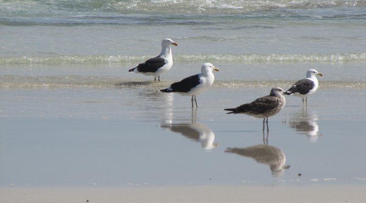 The White House @ Kommetjie