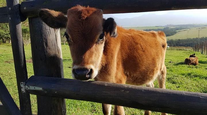 Hartsklop Guest Farm