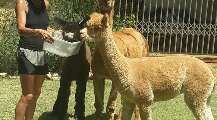 Alpaca Self Catering Cottage