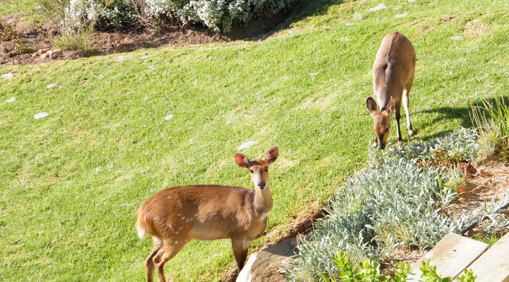 Loerie Self-catering