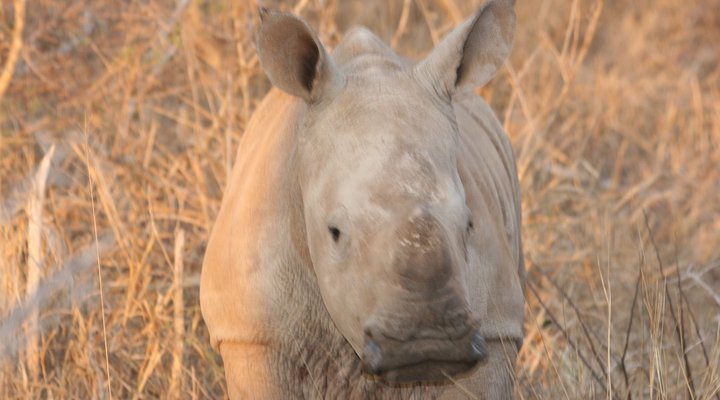 Boutique lodge Cozy Lion