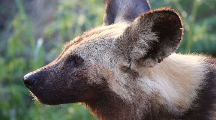 Boutique lodge Cozy Lion