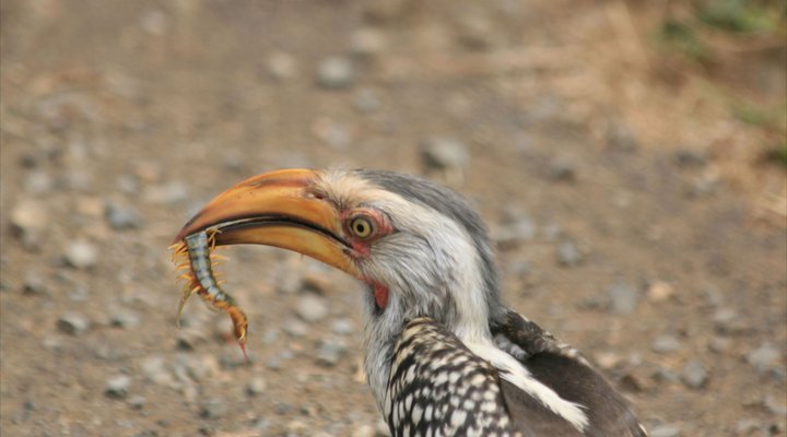 Boutique lodge Cozy Lion