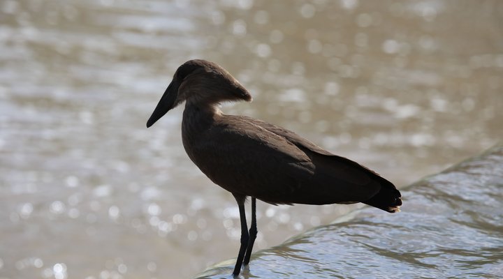 Boutique lodge Cozy Lion