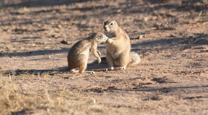 Boutique lodge Cozy Lion